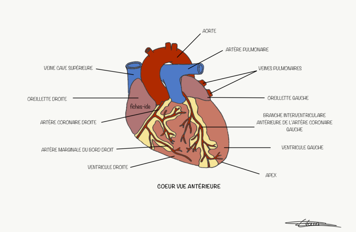 Coeur Vue Ant Rieure Fiches Ide