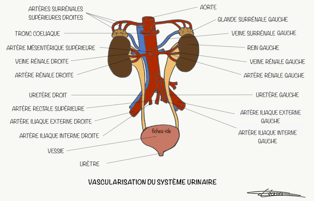 Vascularisation Du Syst Me Urinaire Fiches Ide