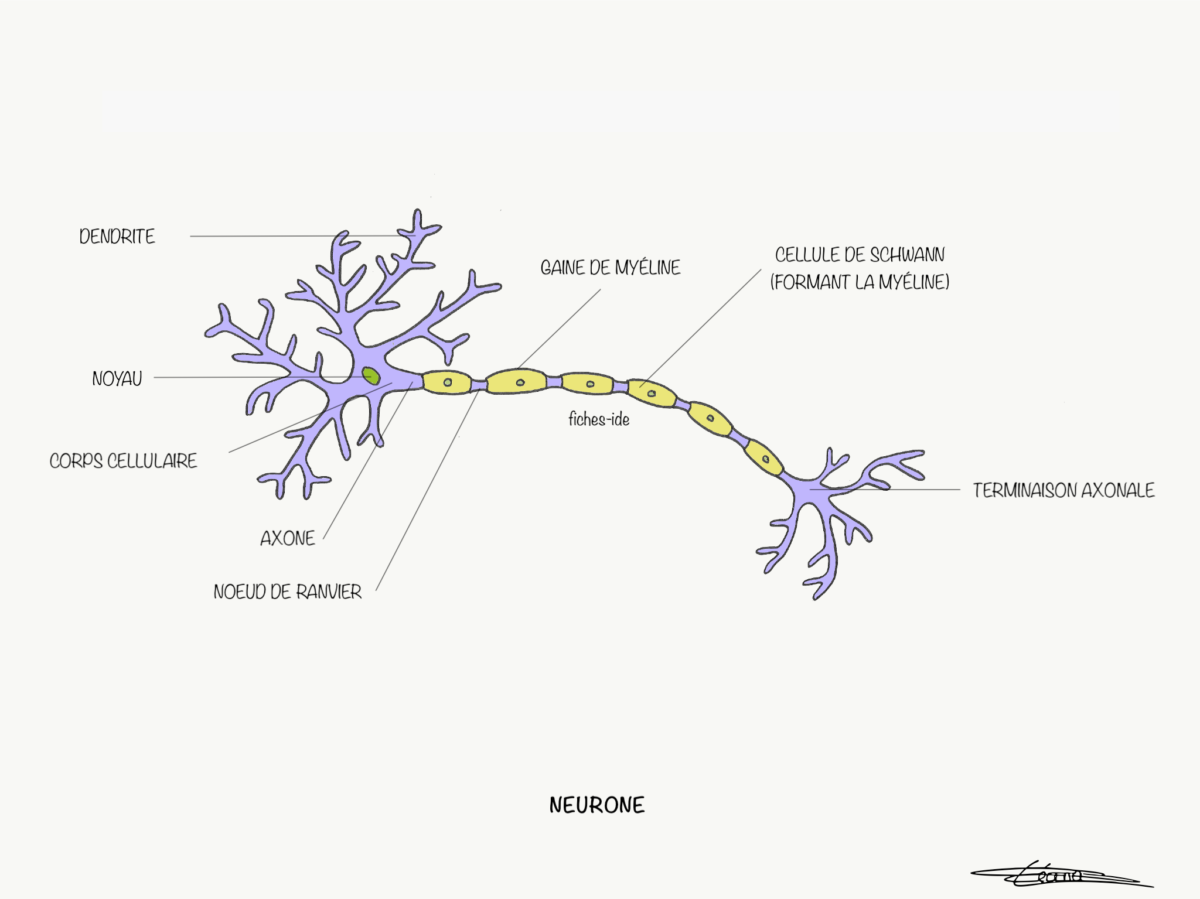 Neurone Fiches Ide