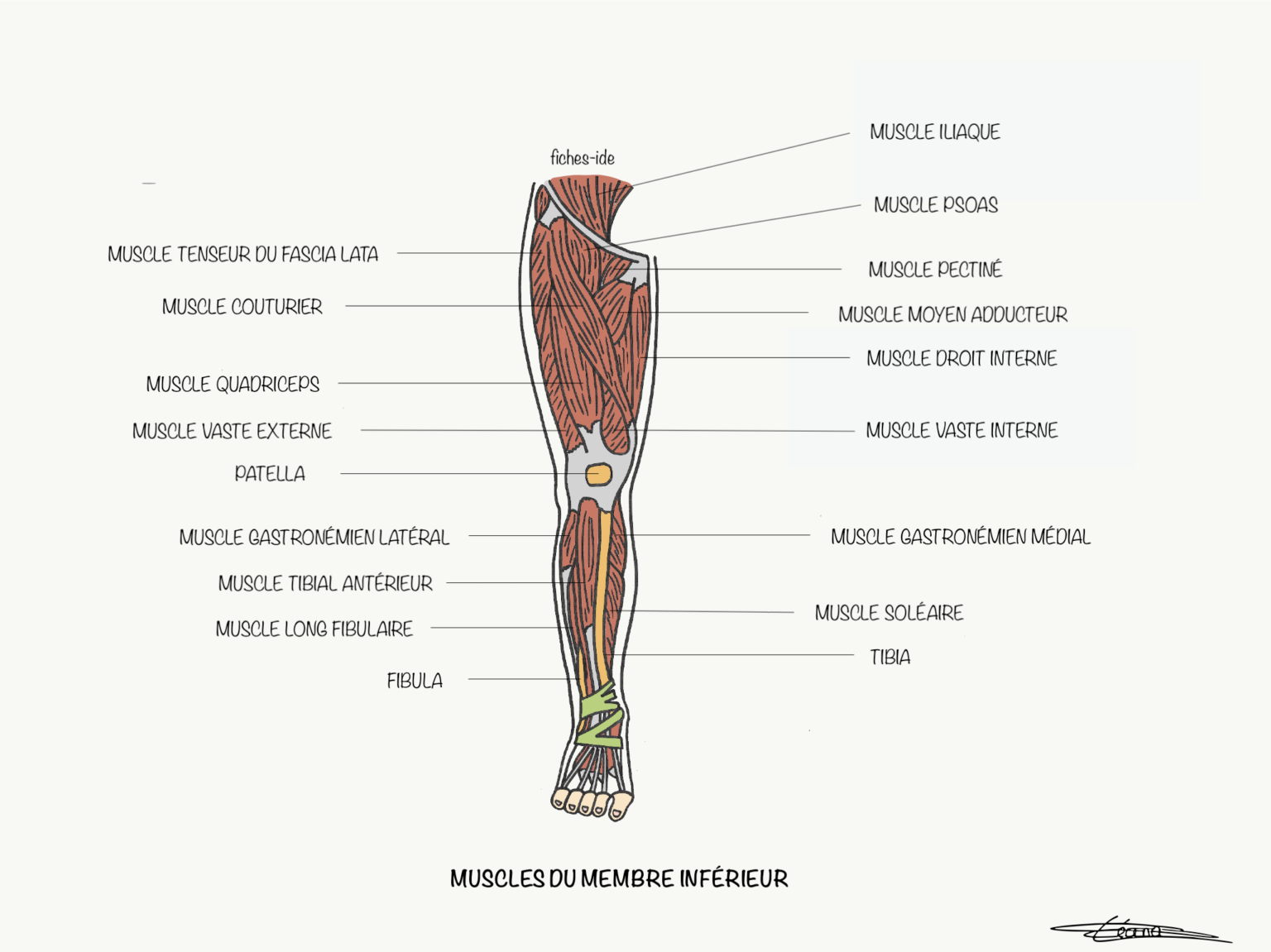 Muscles Du Membre Inf Rieur Fiches Ide