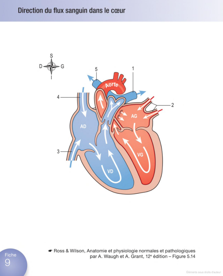 Anatomie Physiologie En Fiches Pour Les Tudiants En Ifsi Fiches Ide