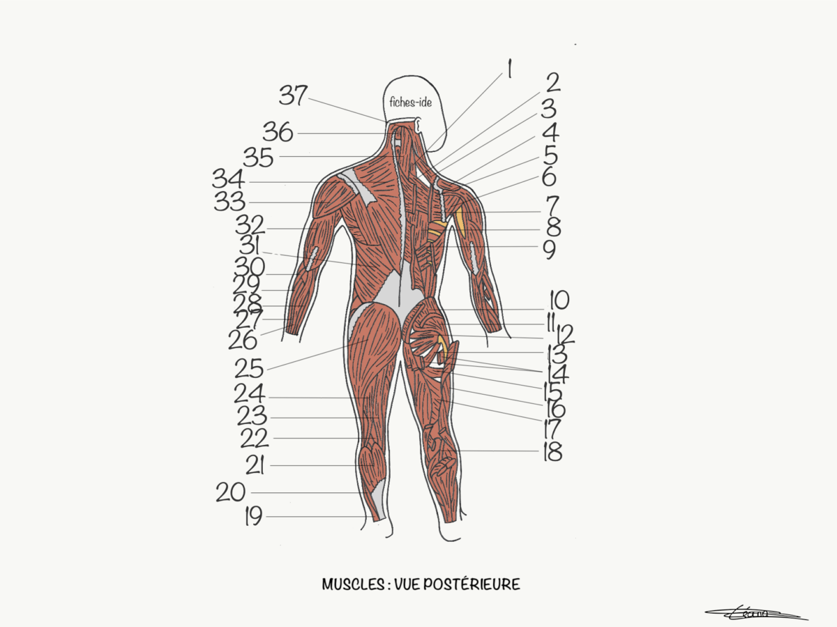 Muscles vue postérieure - Fiches IDE