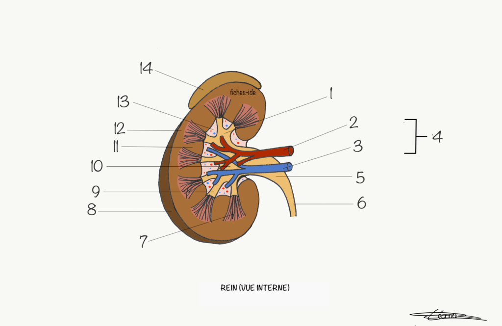 Rein : vue interne - Fiches IDE