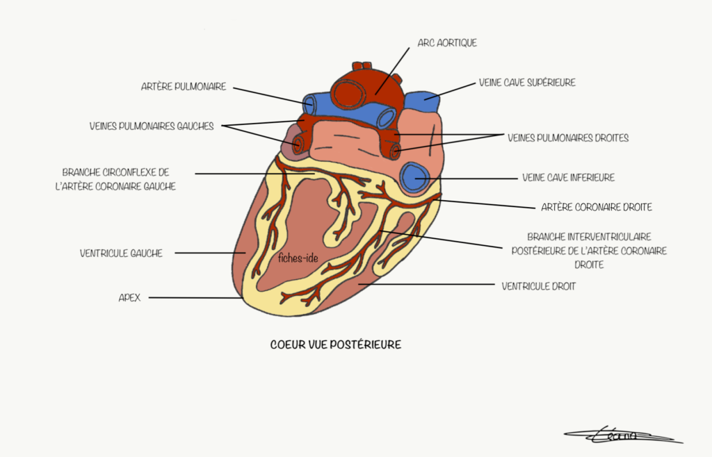 Coeur : vue postérieure - Fiches IDE