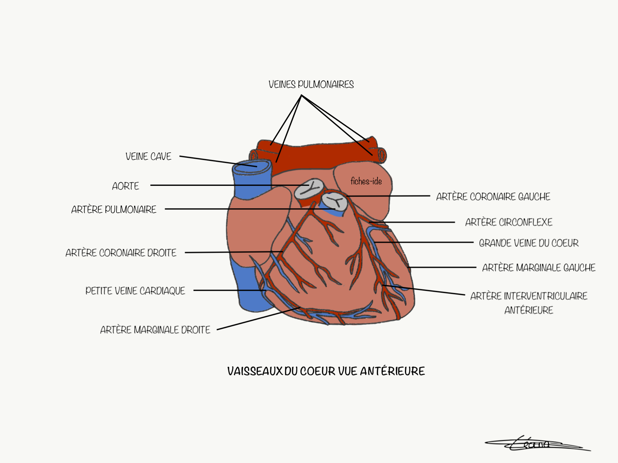 Vaisseaux du coeur vue antérieure - Fiches IDE