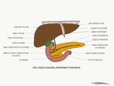 Foie, vésicule biliaire, duodénum et pancréas - Fiches IDE