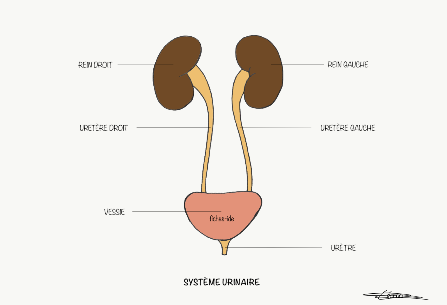 Système urinaire - Fiches IDE