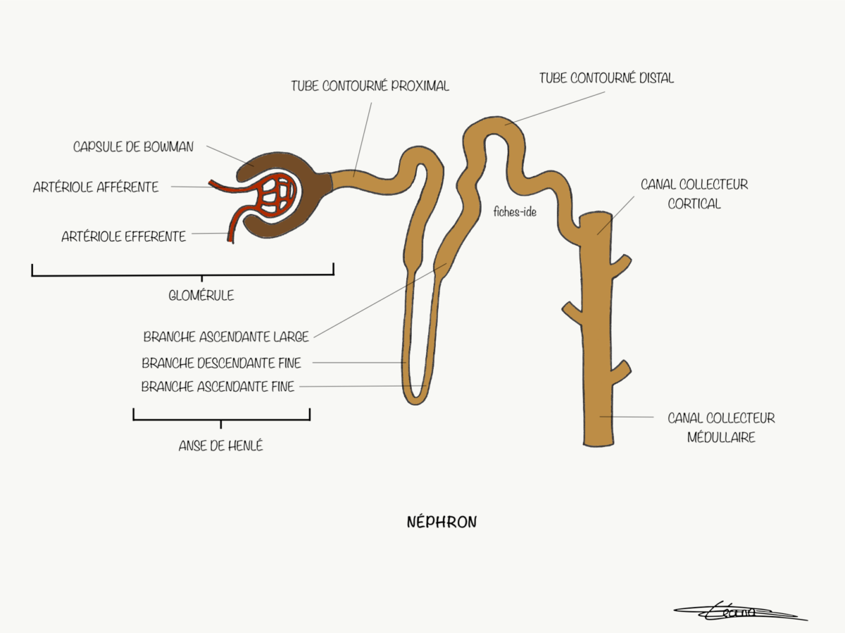 Нефрон рисунок анатомия