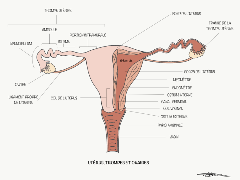 Utérus Trompes Et Ovaires Fiches Ide 0639