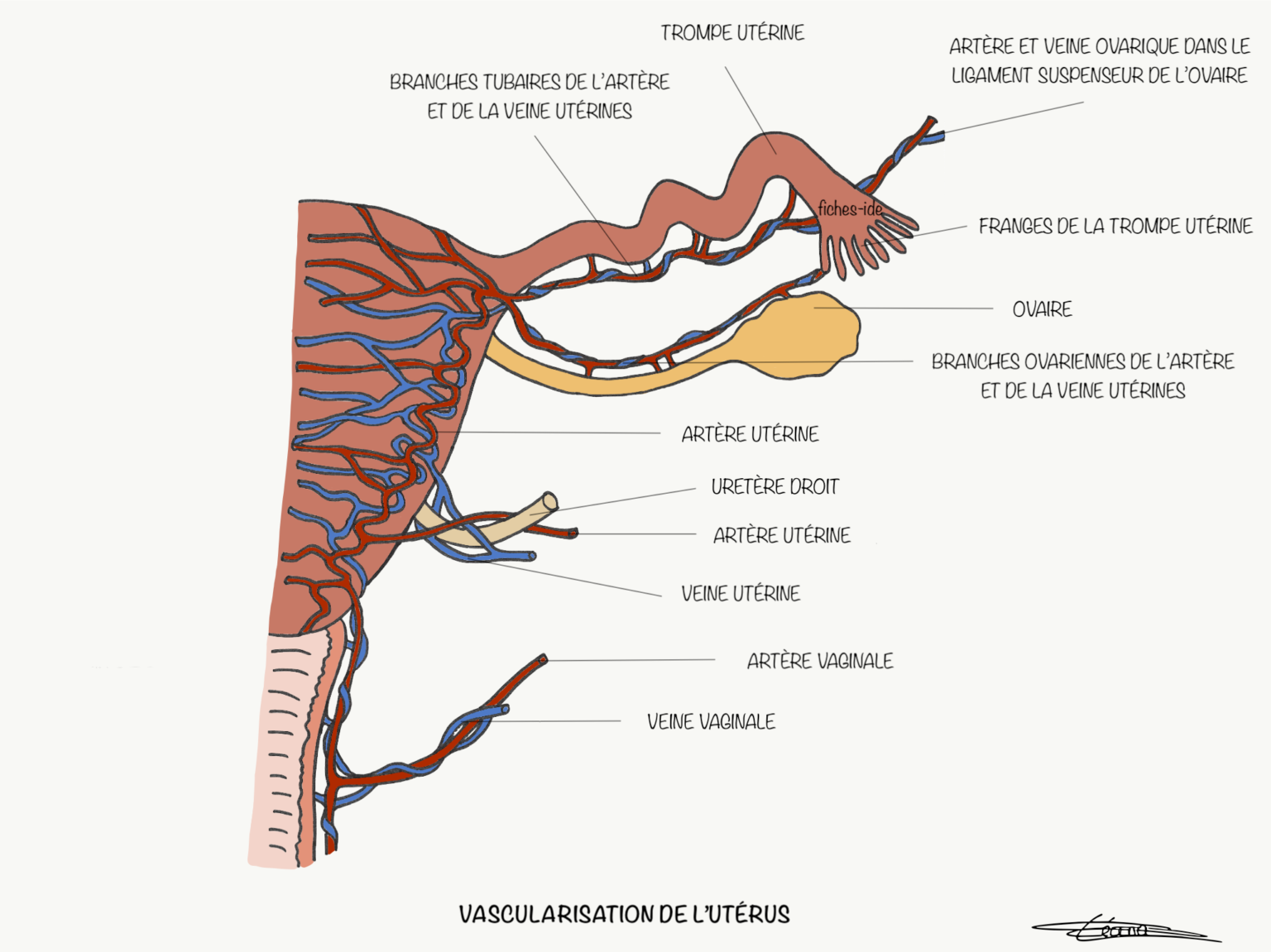 Vascularisation De Lutérus Fiches Ide 5854