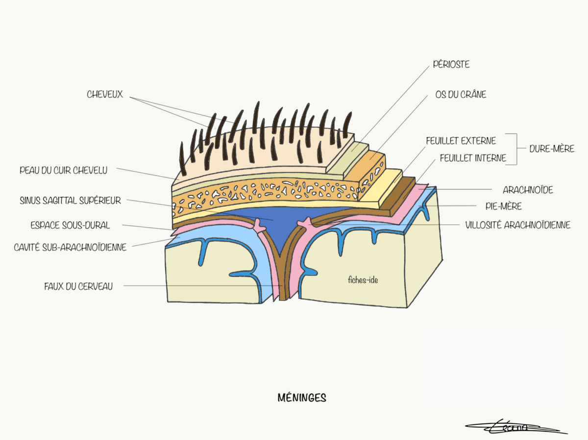 Méninges - Fiches IDE