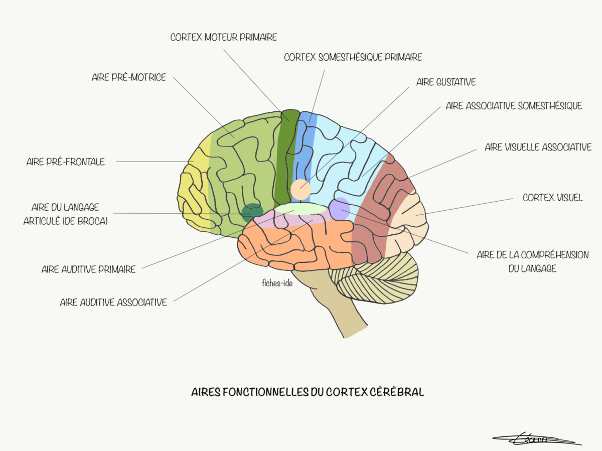 Aires fonctionnelles du cortex cérébral - Fiches IDE