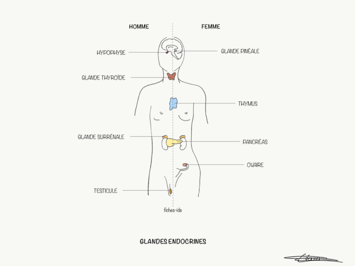 Glandes endocrines  Fiches IDE