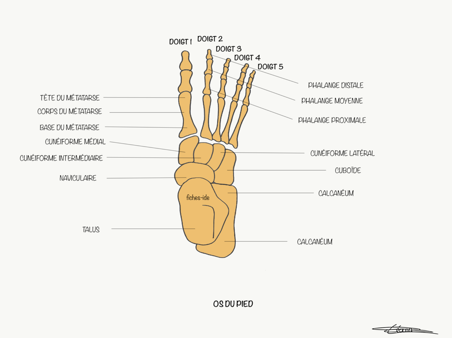 os-du-pied-fiches-ide