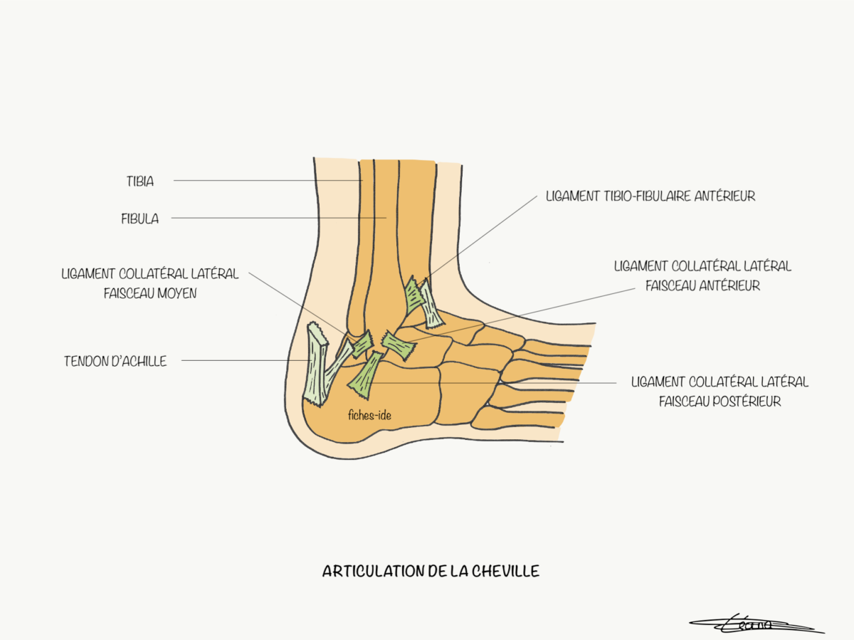 Articulation de la cheville - Fiches IDE