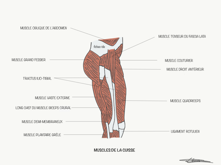 Muscles De La Cuisse Fiches Ide