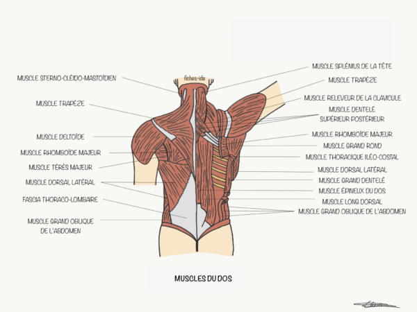 Muscles Du Dos Fiches Ide