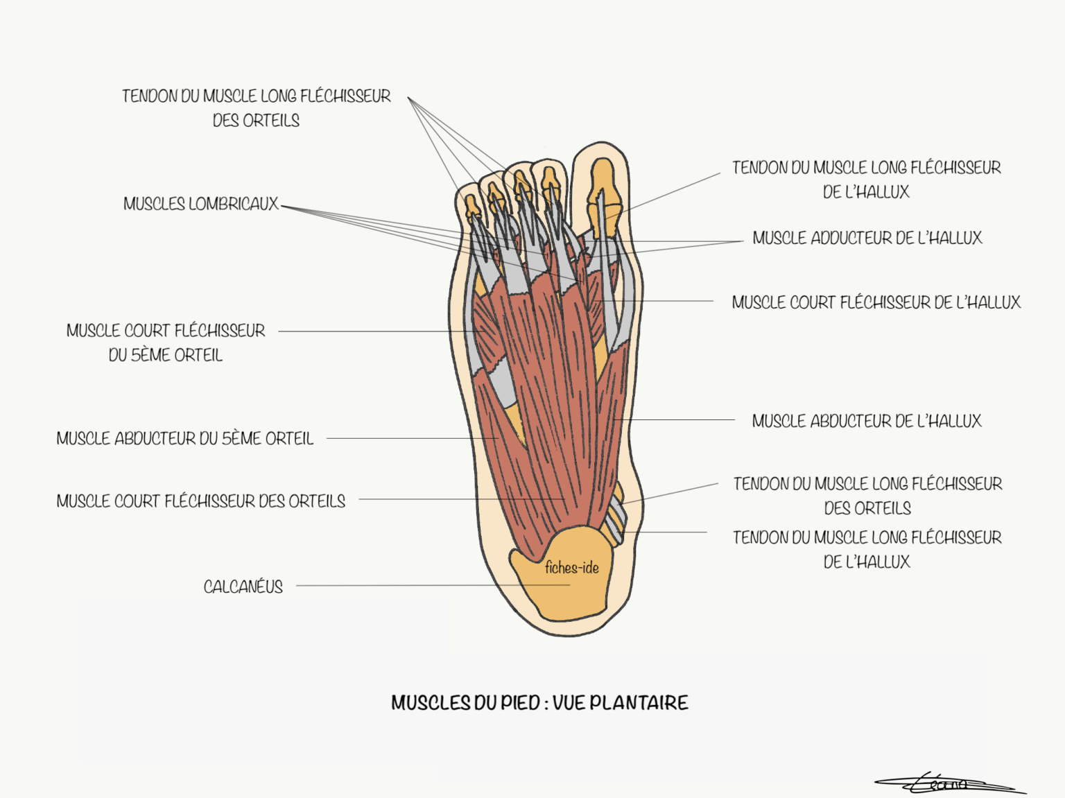 muscles-du-pied-vue-plantaire-fiches-ide