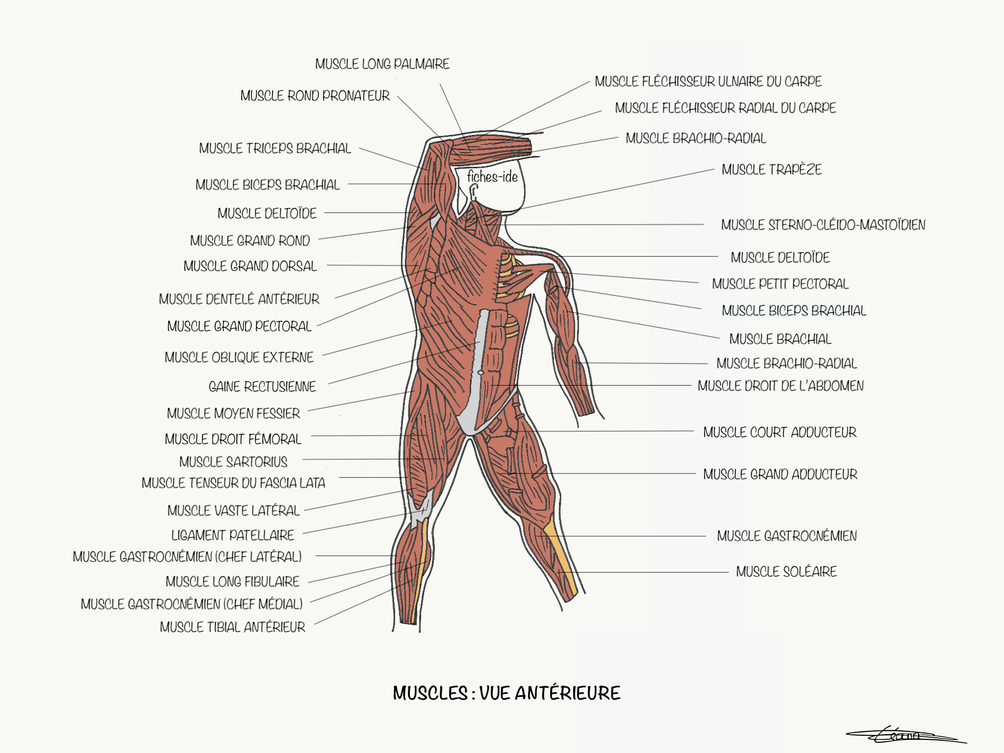 Muscles vue antérieure - Fiches IDE